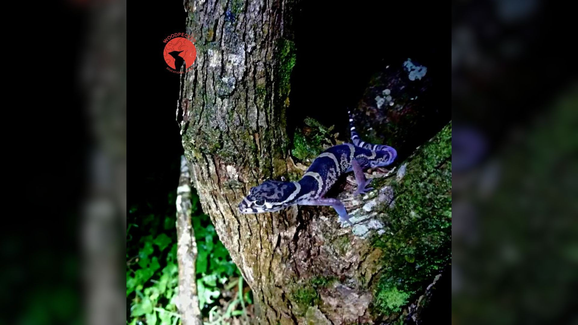 Tour de Atardecer y Caminata Nocturna