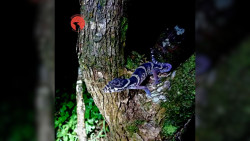 Tour de Atardecer y Caminata Nocturna