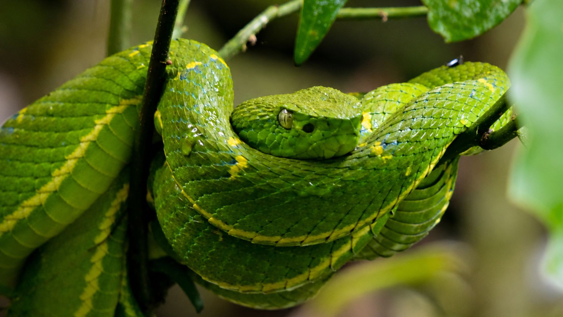 Tour de Historia Natural