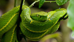 Natural History Tour