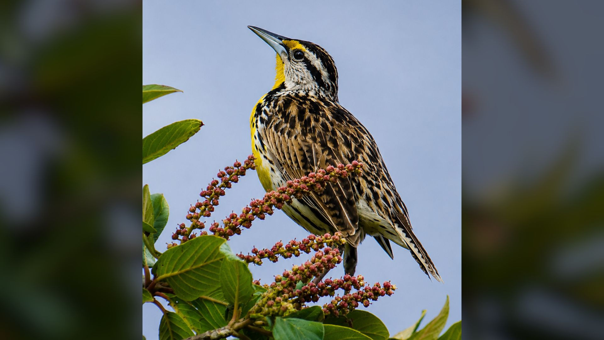 Avistamiento de Aves, Amanecer y Naturaleza
