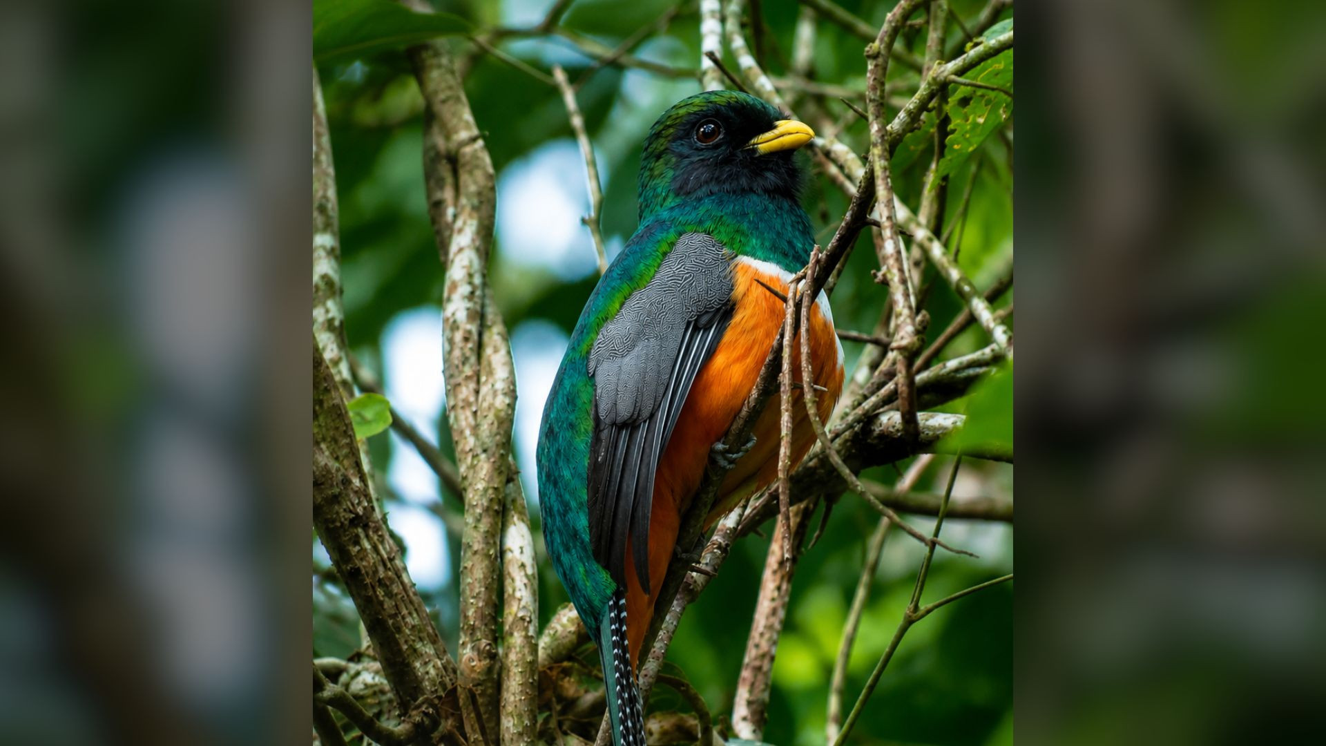 Avistamiento de Aves, Amanecer y Naturaleza