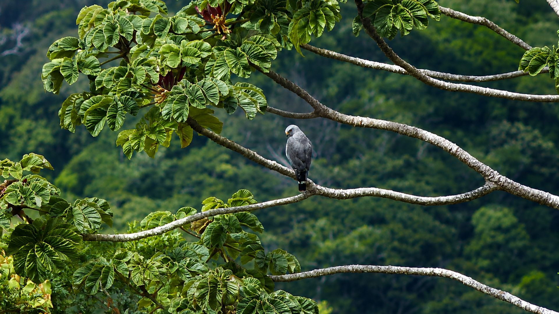 Transition Tour (Birdwatching-Sunset-Night Walk)
