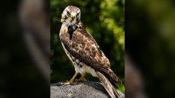 Monteverde Birding Meaningful Experience