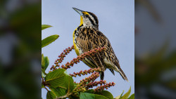 Experiencia significativa de observación de aves en Monteverde