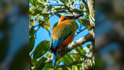 Monteverde Birding Meaningful Experience