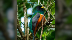 Monteverde Birding Meaningful Experience
