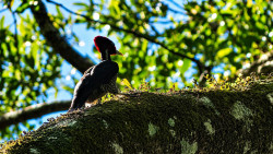 Monteverde Birding Meaningful Experience