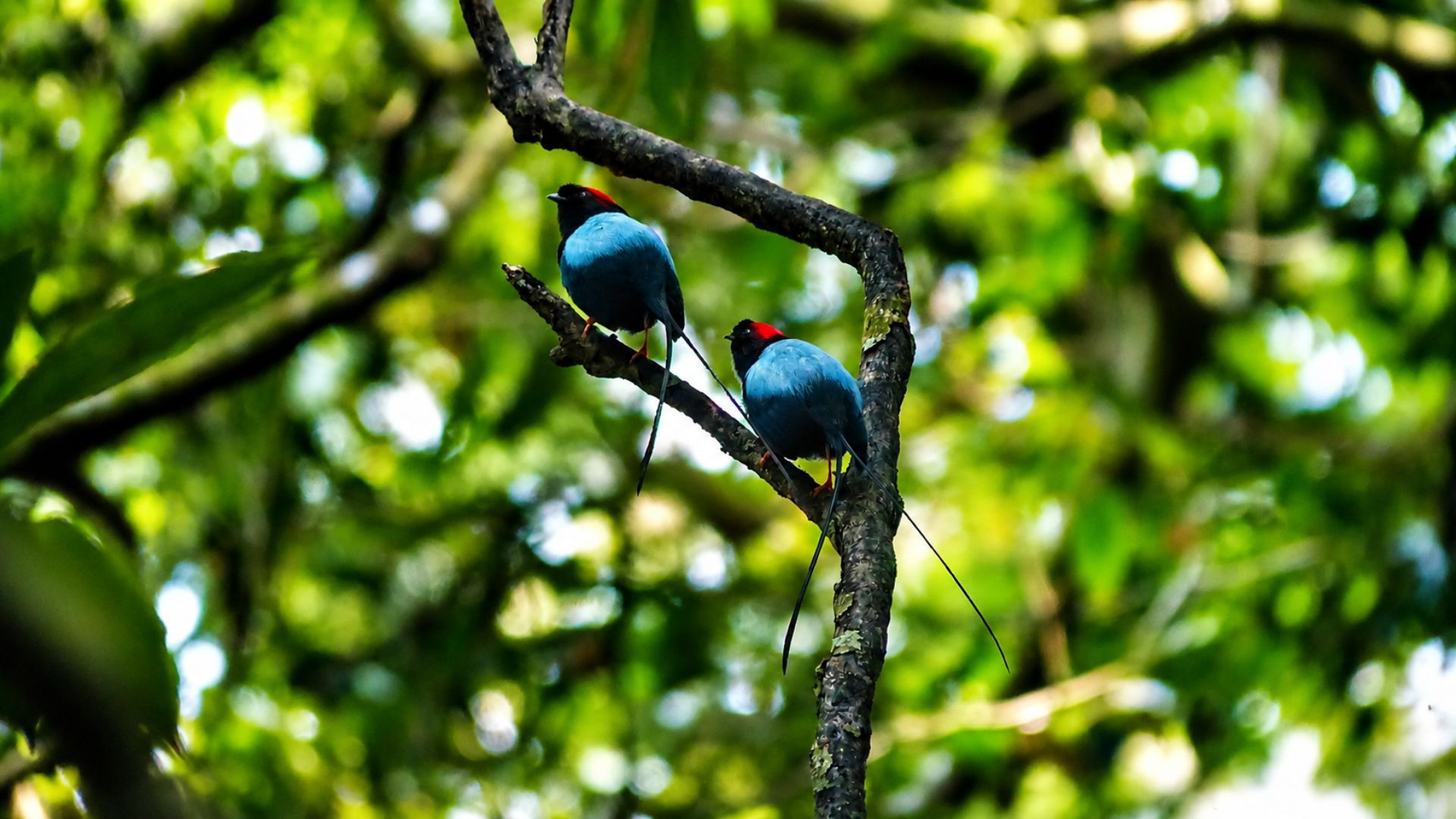 Sunrise Experience in Monteverde
