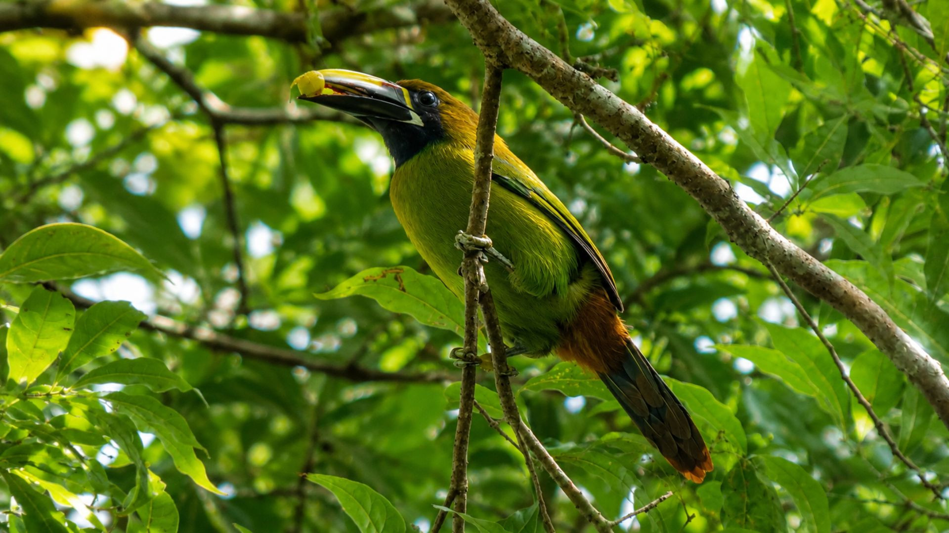 Sunrise Experience in Monteverde